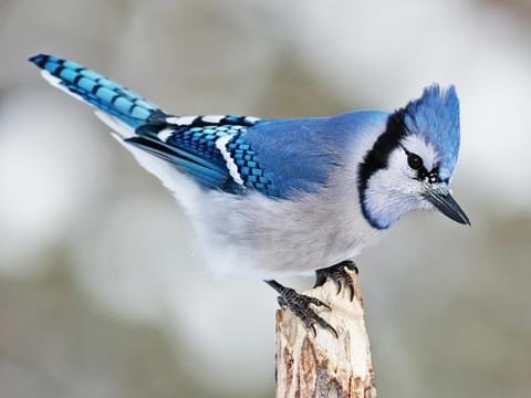 blue jay.jpg