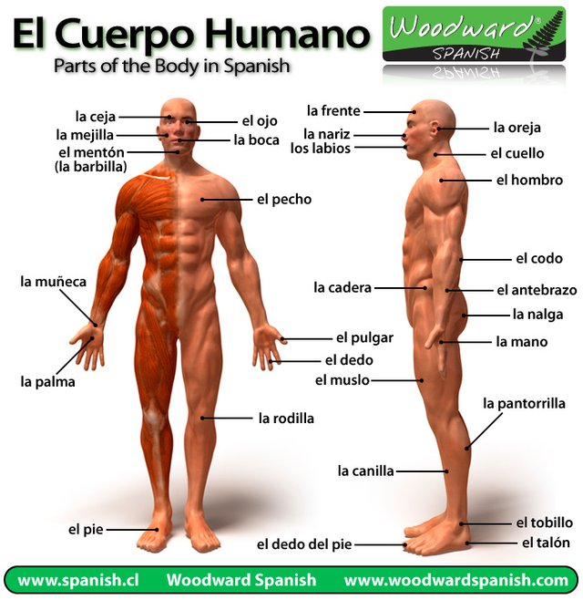 Partes-del-cuerpo-humano.jpg