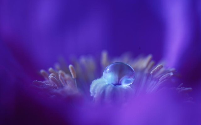 water-drop-purple-macro-hd-1080P-wallpaper-middle-size.jpg