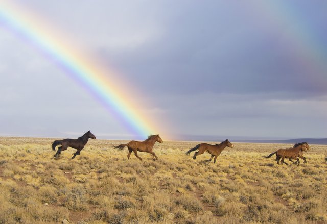 wild-horses-2239420_1920.jpg