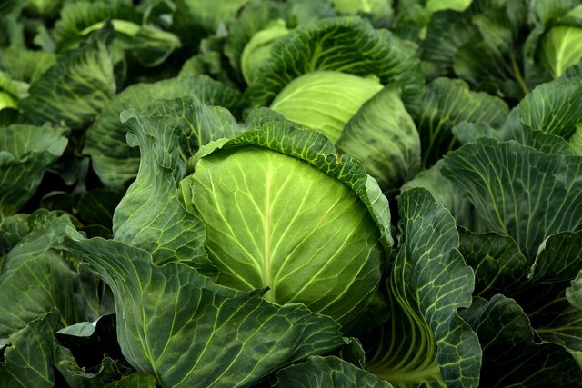 cabbage-g93cdd0fd9_1920.jpg