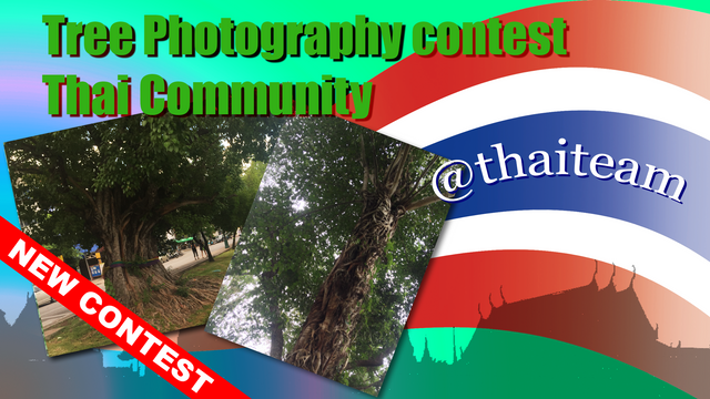 Tree Photography Contest.png
