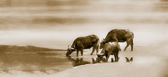 cape-buffalo-2877115_1280.jpg