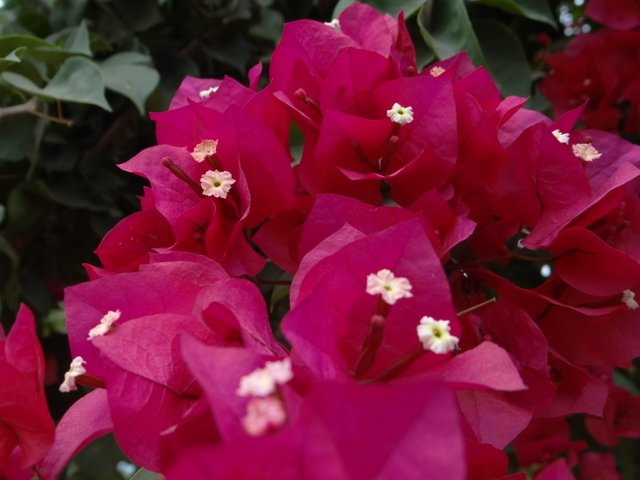 FlowersTahia1.JPG