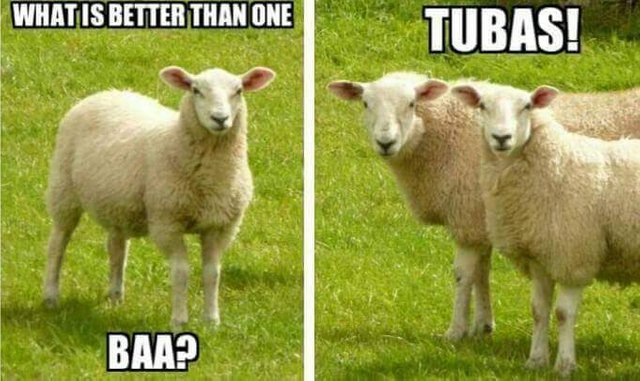 tubas-sheep-meme-1519740024.jpg
