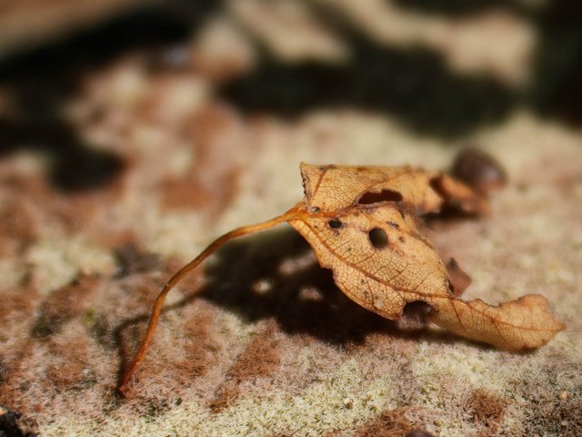 DSC03312.jpg