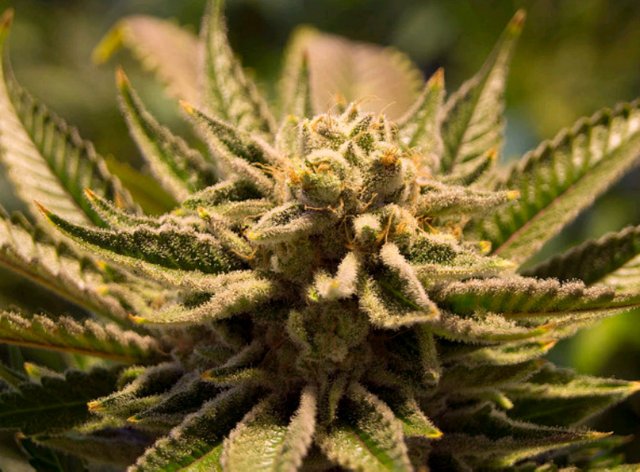 Лучшие сорта марихуаны в мире прокси в тор браузере hidra