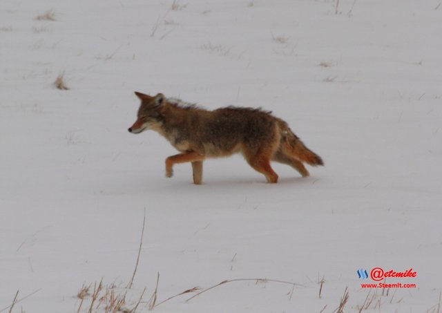 animal-photography wildlife coyote PFW11_0406.JPG