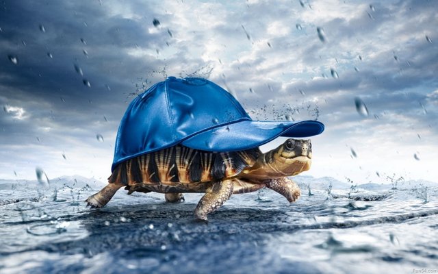 beautiful-multi-colours-tortoise-wearing-blue-cap-saving-himself-with-rain-hd-wallpapers-1d96cf477a0291cfe5fdf7a96592de58-large-1277714.jpg