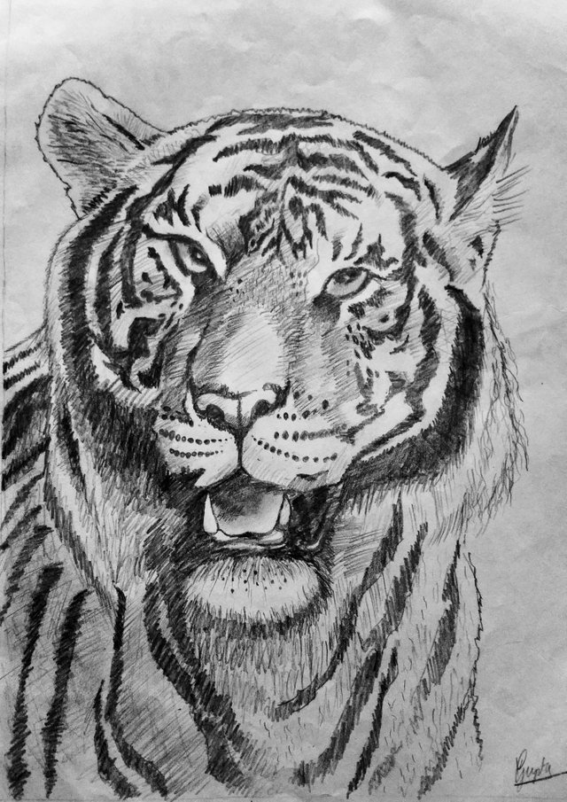 indie animal drawings
