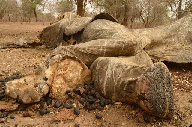 1.31 Poaching,huge elephant bull, Five months old,Arthur,Chad,2017.jpg