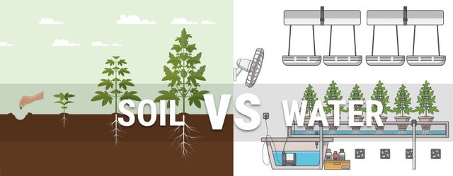 soil-vs-hydroponics.jpg