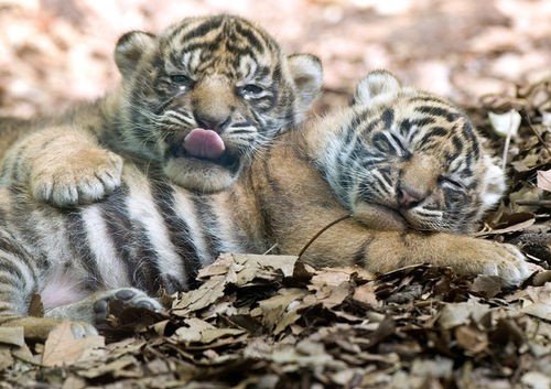 a2655decf17cb6ea206928726da744d2--baby-tigers-tiger-cubs (1).jpg