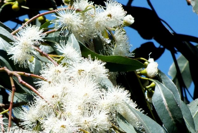0008-Eucalyptus.jpg