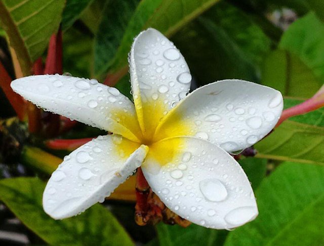 flor-hawaiana-plumeria.jpg