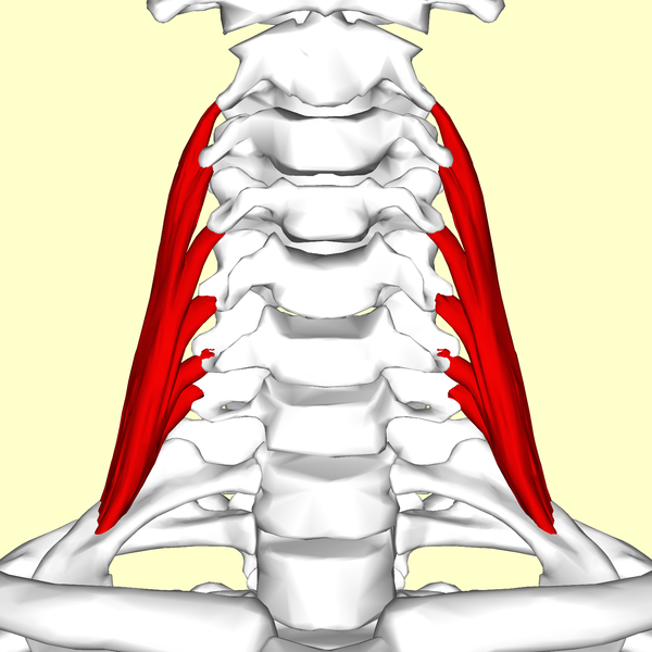 600px-Scalenus_medius_muscle07.png