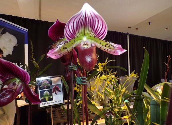 Orchid Show4 crop February 2020.jpg