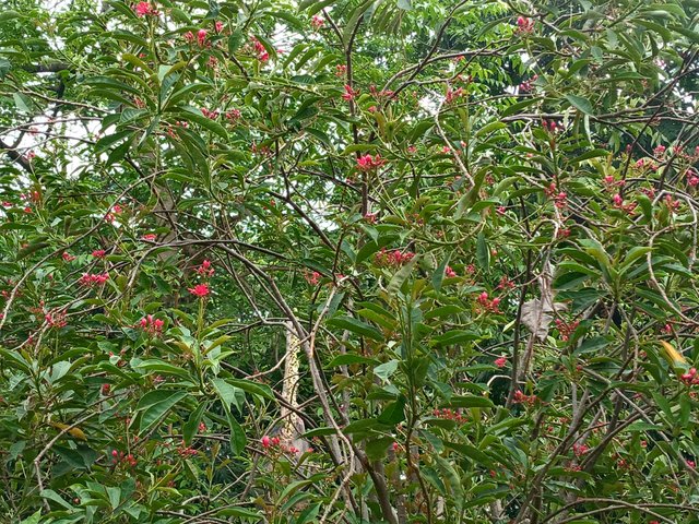 20230503_062900.jpg