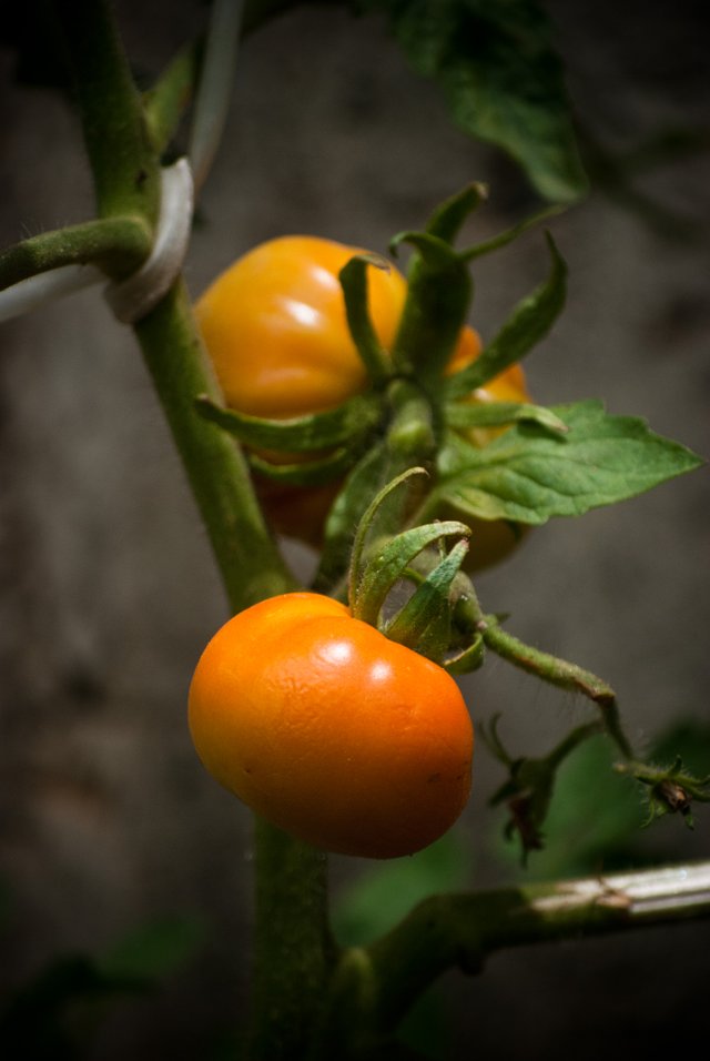 tomates madurando.jpg