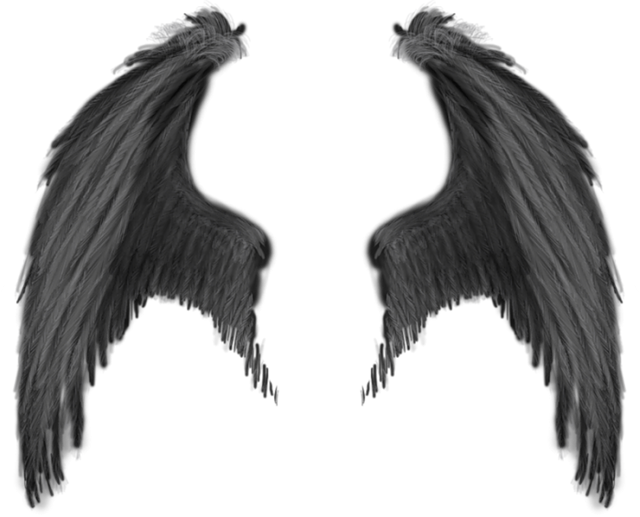 Wings Transparent Black purepng.com-black-wingswingsfeatherfinlimbbreederblack-wings-17015278323231oy8p.png