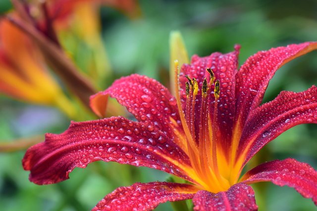 daylily-3495722_1920.jpg