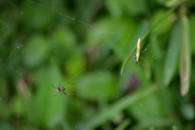 web spider bug together.jpg