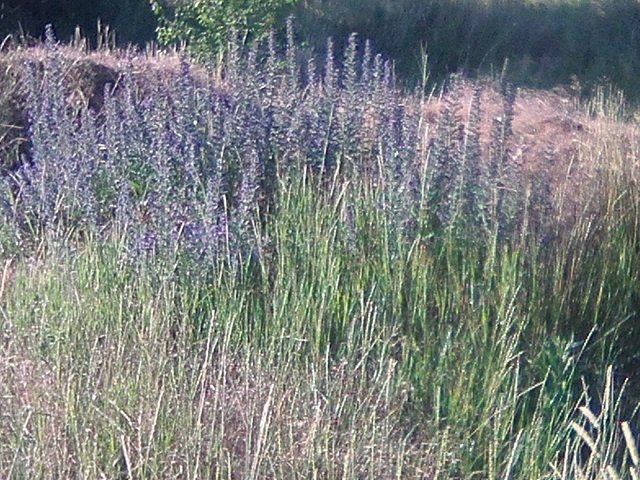 Photo0075.jpg