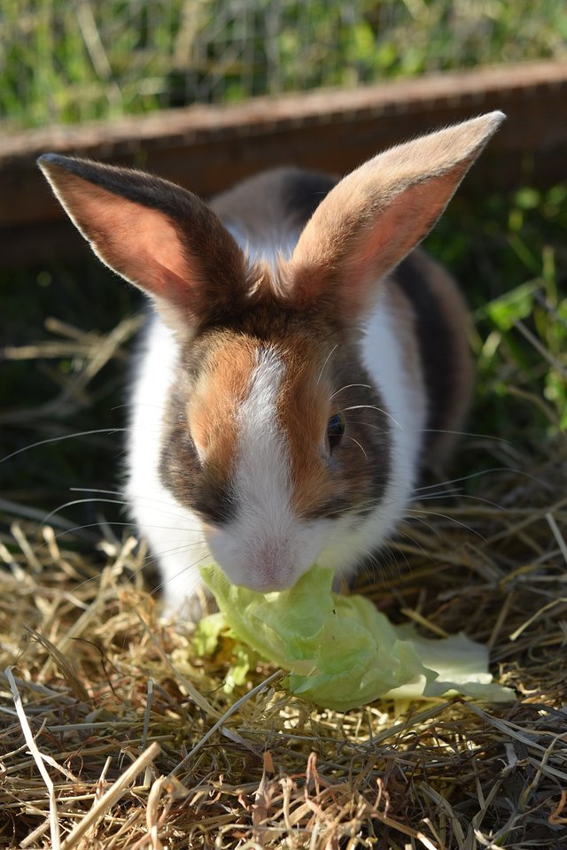 rabbit-7259280_1280.jpg