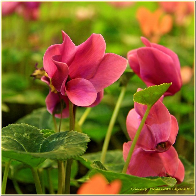 Cyclamen sp. - Persian Violet 1.jpg