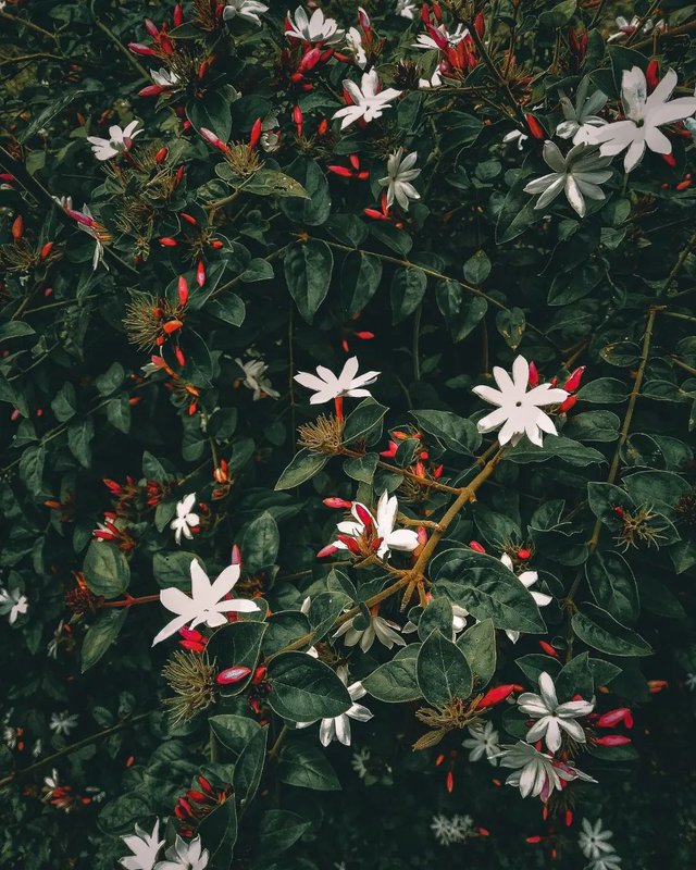 272995663_155717973465402_9210541295929609476_n.webp (1).jpg