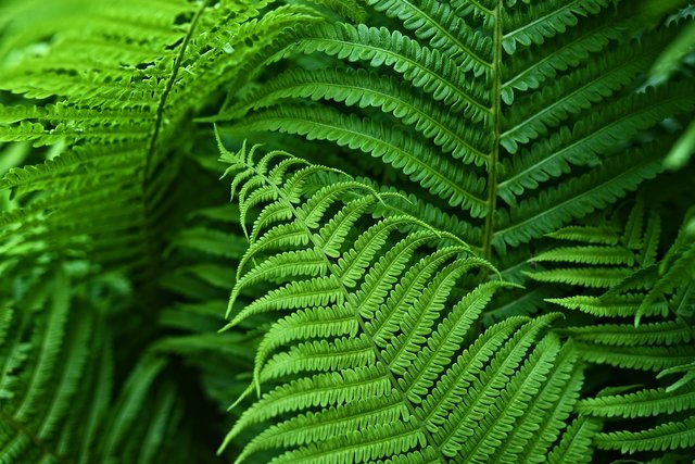 fern-3407233_1920.jpg