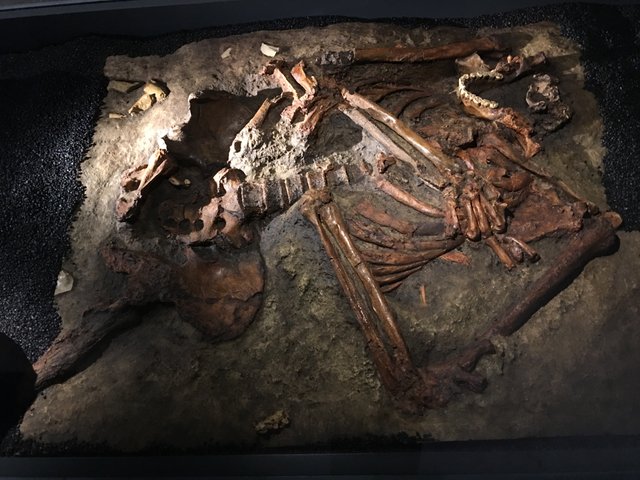 Kebara_2_skeleton_replica.jpg