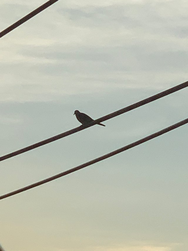 bird1.jpg
