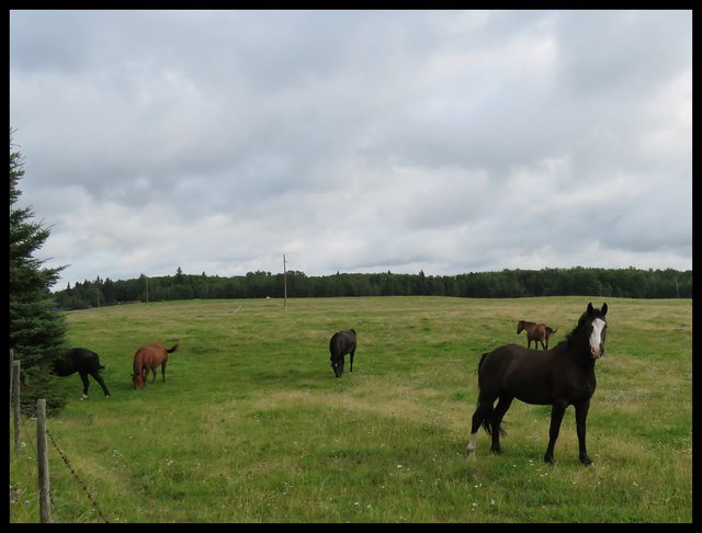 neighbors horses good pic young horse with white face.JPG