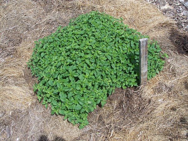 New Herb garden - 7th row - oregano crop May 2018.jpg