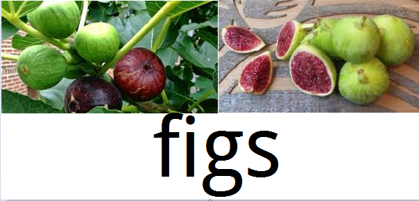 fig.PNG
