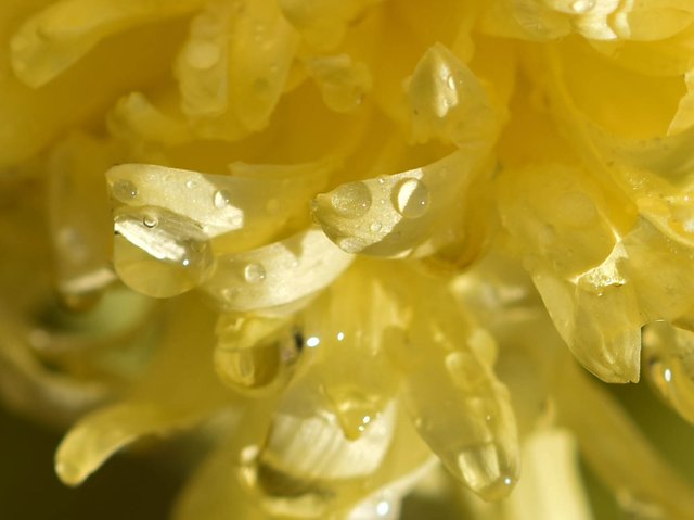 waterdrop chrysanthemum macro 4.jpg