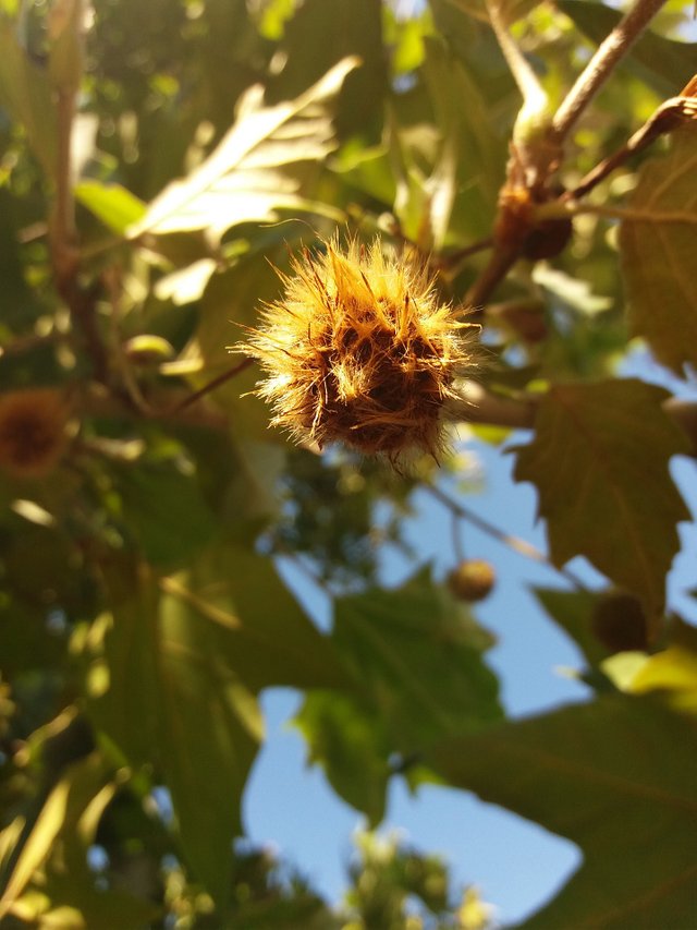 chestnut-3671313_1920.jpg