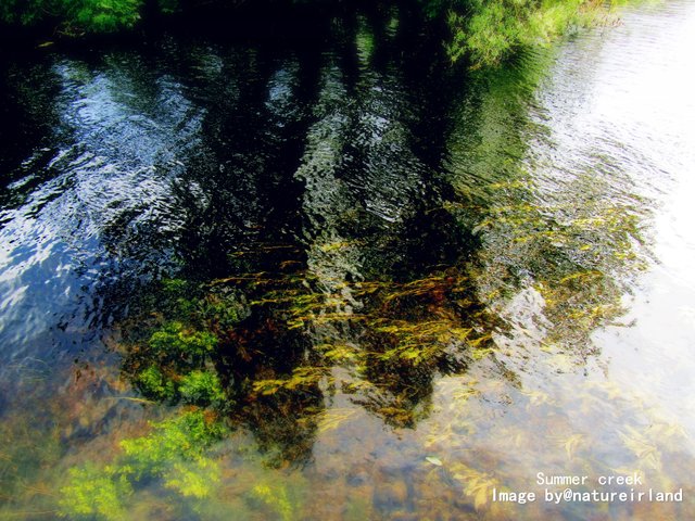 Summer creek Image by@natureirland.jpg