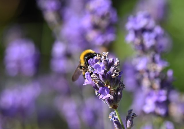bumblebee lavender 2.jpg