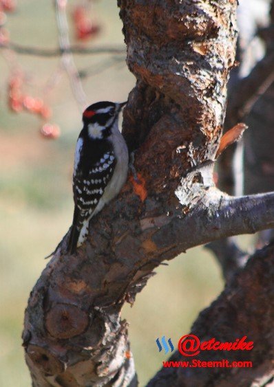 Downy Woodpecker PFW34.jpg