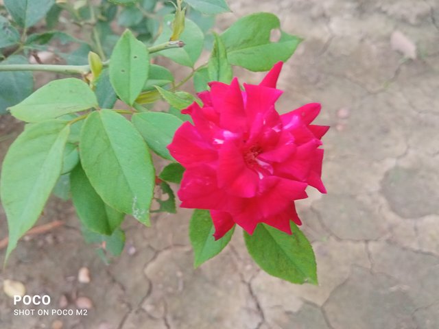 IMG_20250422_175248.jpg