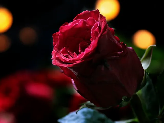 rose-day-1024.webp