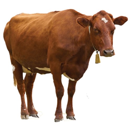 Cow.jpg