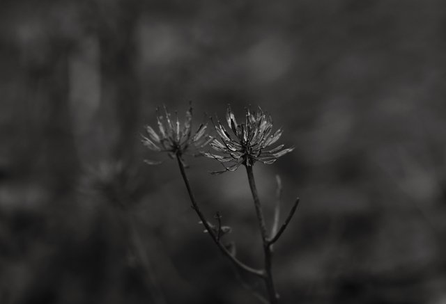 candytuft seed pods bw 1.jpg