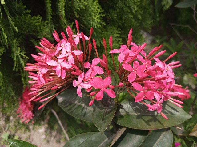 IMG_20250524_125621_527.jpg