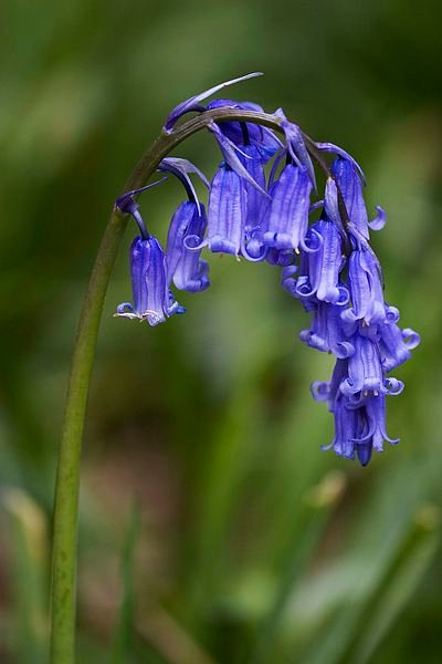 400px-Hyacinthoides_non-scripta_(Common_Bluebell).jpg