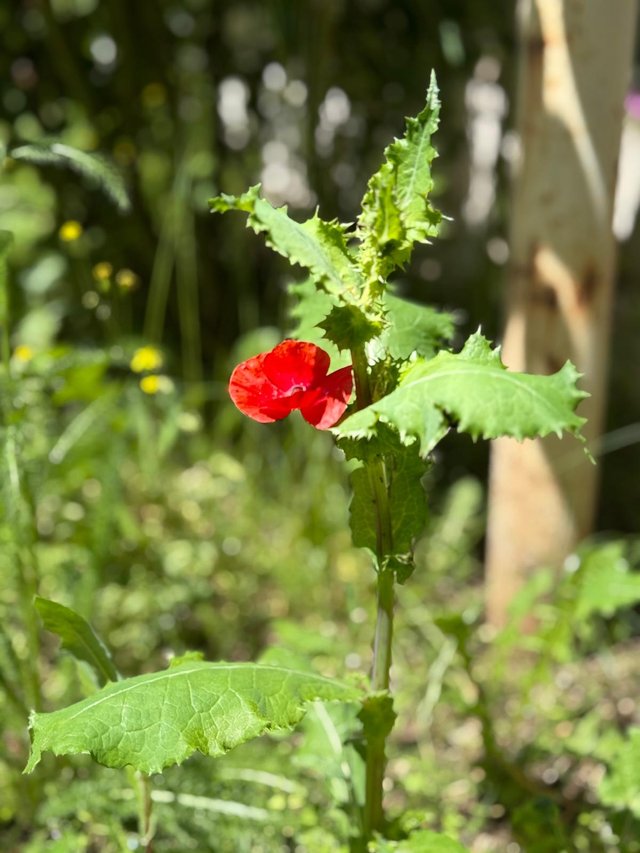 AFSU5108.JPG