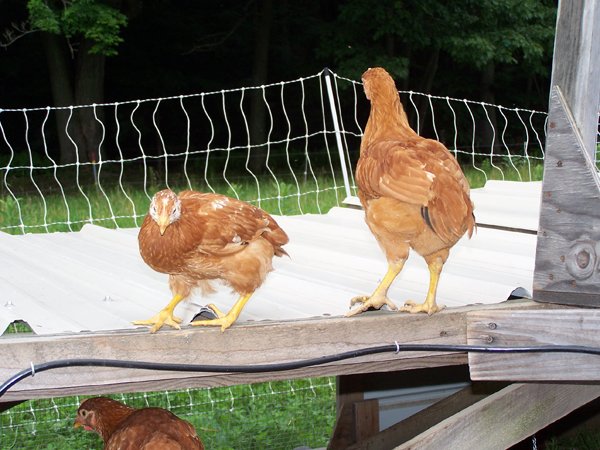 NH Red broiler chick escapees1 crop June 09.jpg