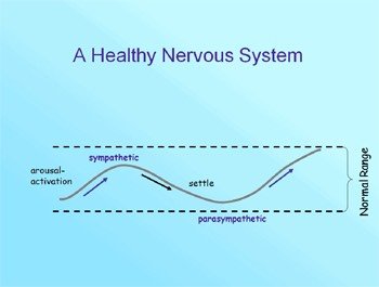nervoussystem3.jpg